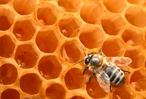 Мёд польза и вред