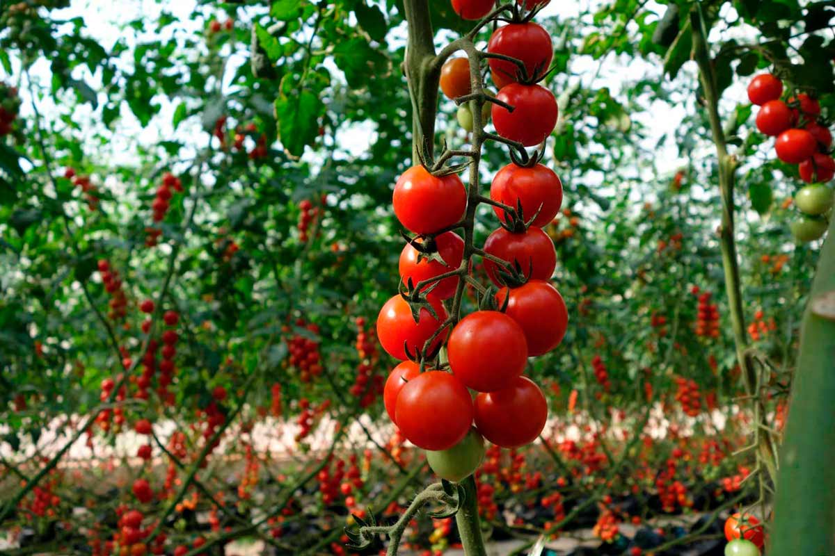 3 секрета сбора самых вкусных помидоров