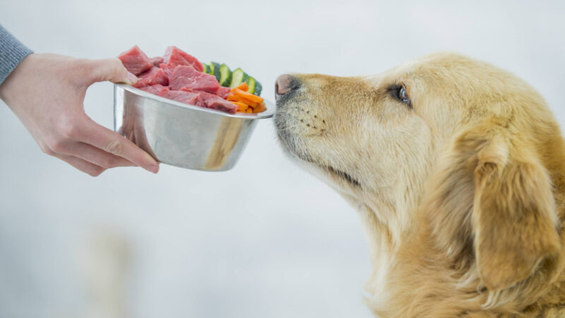 Как выбрать мясо для собаки?