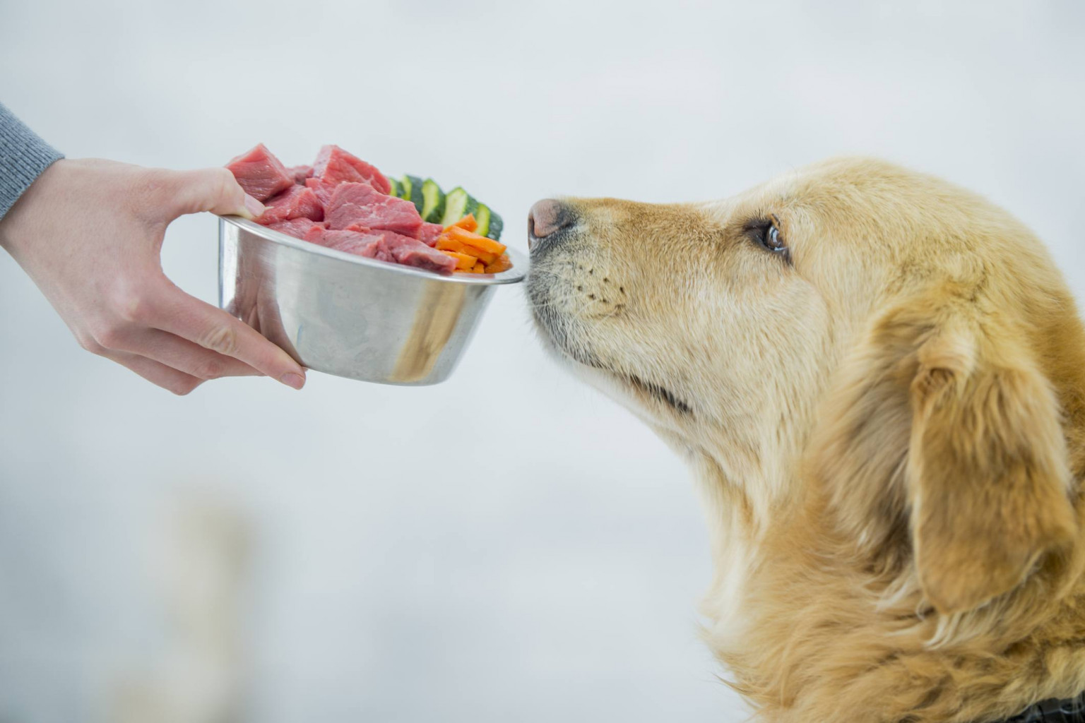 Как выбрать мясо для собаки?